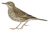 South Georgia Pipit Illustration