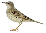 Upland Pipit Illustration