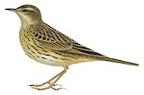 Nilgiri Pipit Illustration