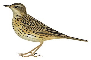 Nilgiri Pipit - Anthus nilghiriensis - Birds of the World