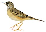 Mountain Pipit Illustration