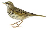 Striped Pipit Illustration