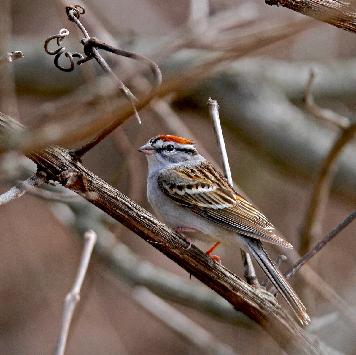Chipping Sparrow - ML153575351