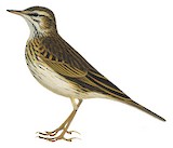 Australian Pipit Illustration