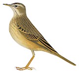 Wood Pipit Illustration