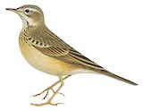 Blyth's Pipit Illustration