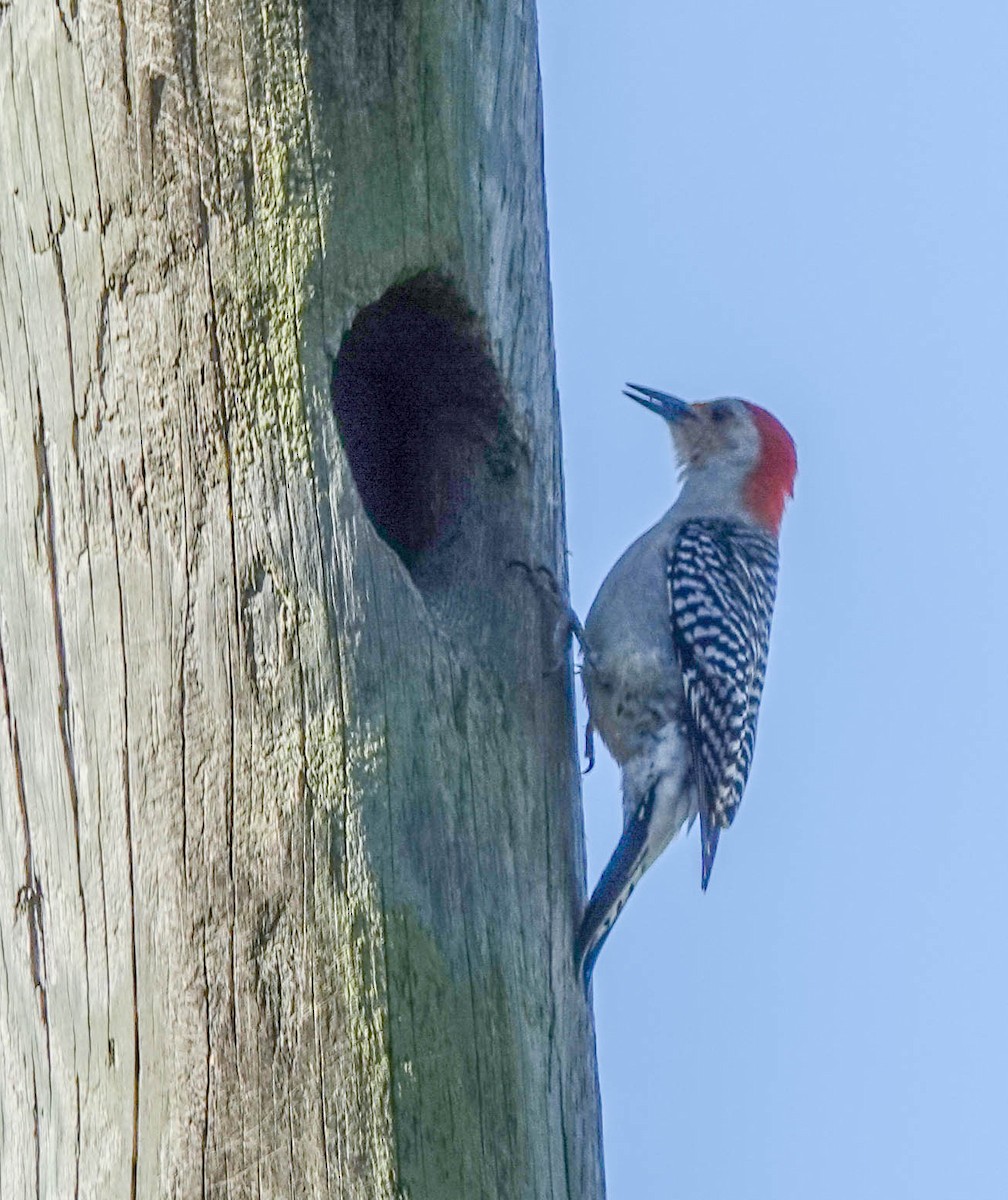 Red-bellied Woodpecker - ML153575851
