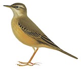 Plain-backed Pipit Illustration