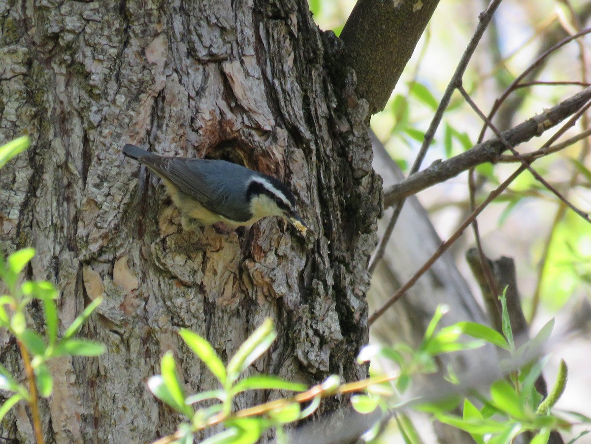 Red-breasted Nuthatch - Ben Bright