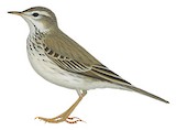 Berthelot's Pipit Illustration