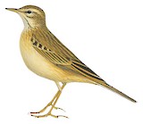 African Pipit Illustration