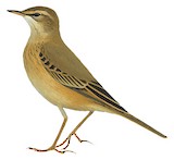 Buffy Pipit Illustration