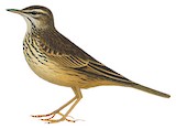 Long-billed Pipit Illustration