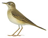 Long-legged Pipit Illustration