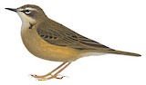 Alpine Pipit Illustration