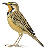 Abyssinian Longclaw Illustration