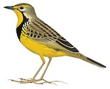 Yellow-throated Longclaw Illustration