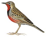 Rosy-throated Longclaw Illustration