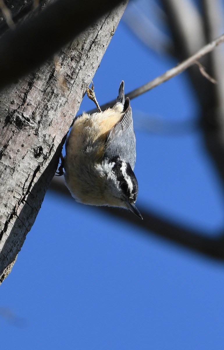 Red-breasted Nuthatch - Tim Thompson