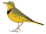 Golden Pipit Illustration