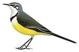 Madagascar Wagtail Illustration