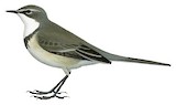 Cape Wagtail Illustration