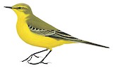 Western Yellow Wagtail Illustration