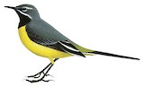 Grey Wagtail Illustration