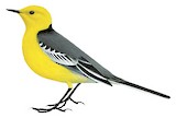 Citrine Wagtail Illustration