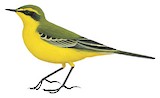 Eastern Yellow Wagtail Illustration