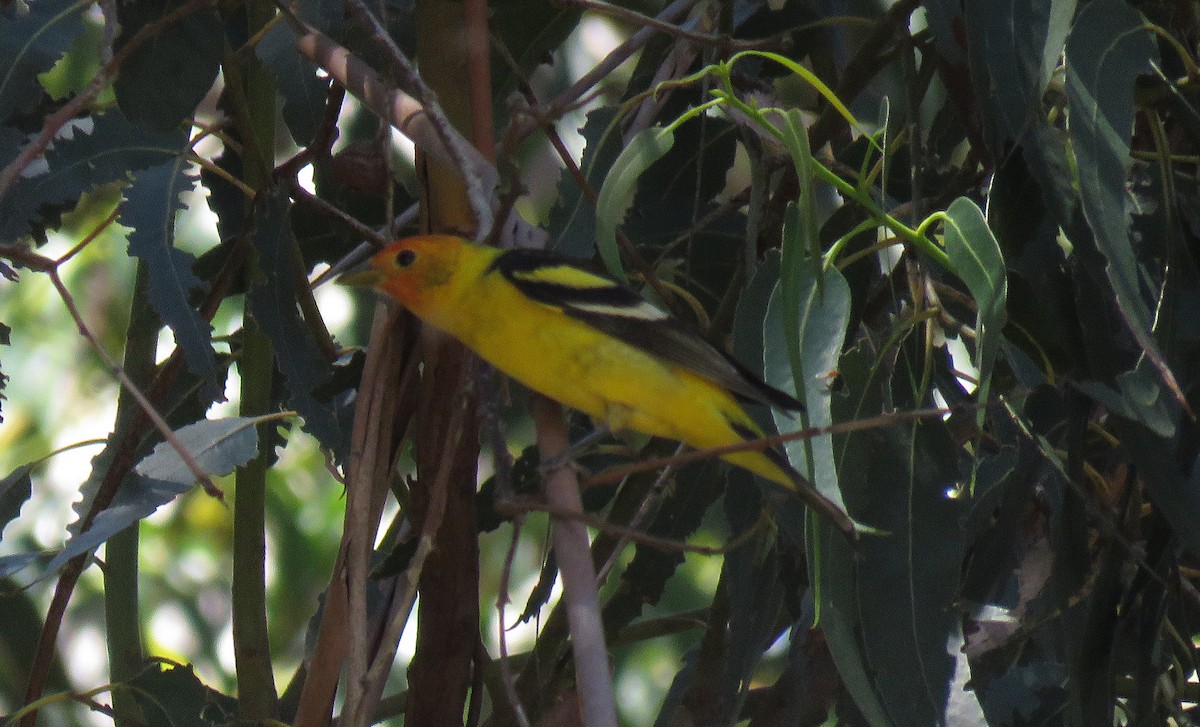 Western Tanager - Casey Girard
