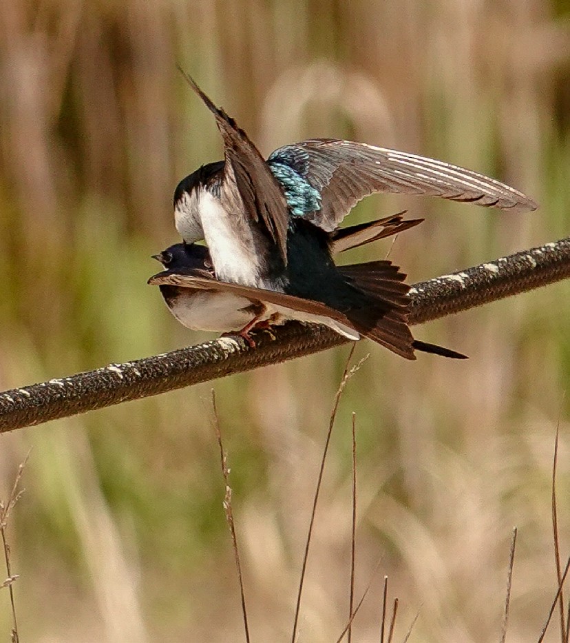 Tree Swallow - Kathleen Horn