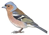 Eurasian Chaffinch Illustration