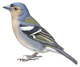 Madeira Chaffinch Illustration