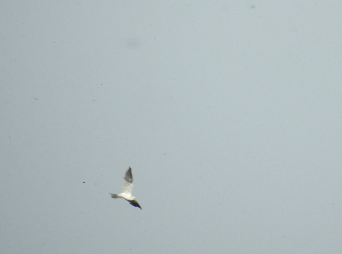 White-tailed Kite - Pablo Mealla