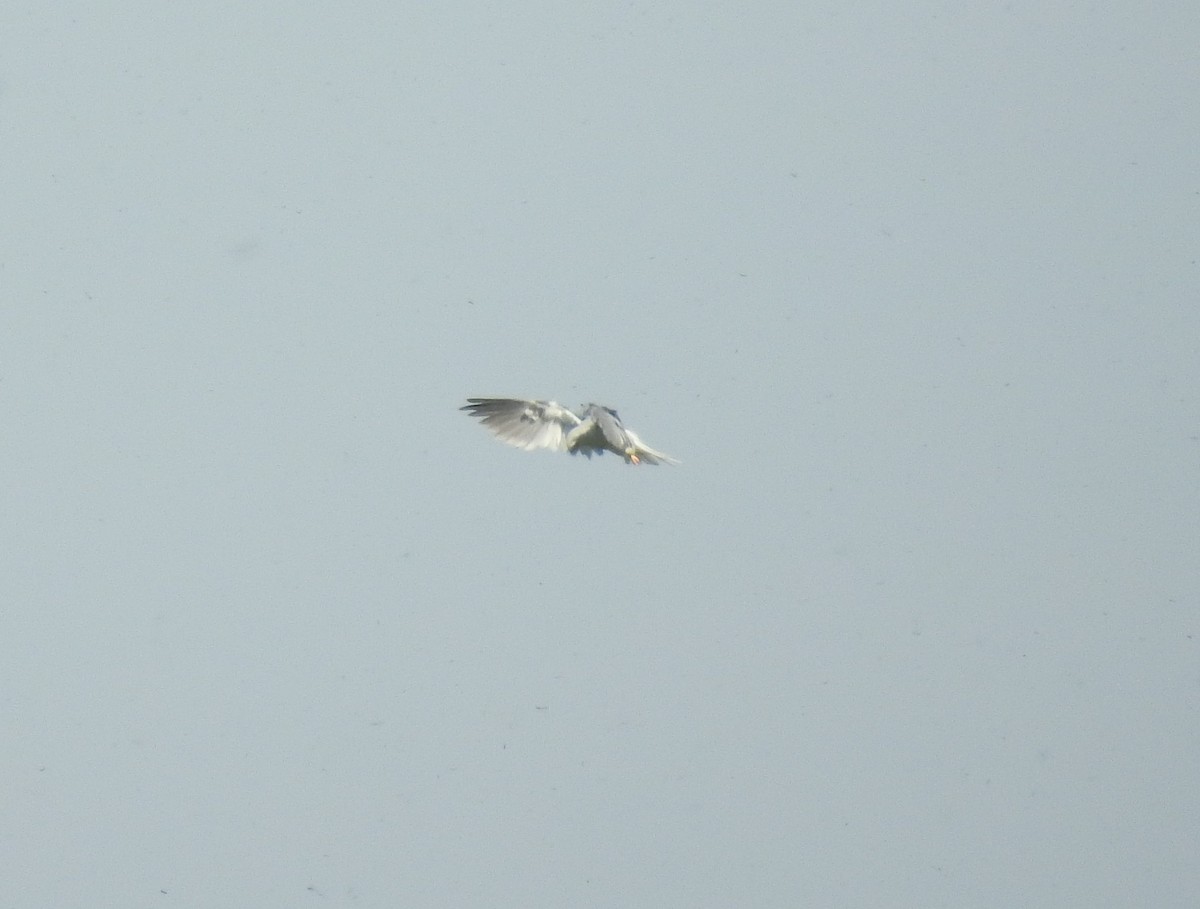 White-tailed Kite - ML153578671