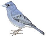 Tenerife Blue Chaffinch Illustration