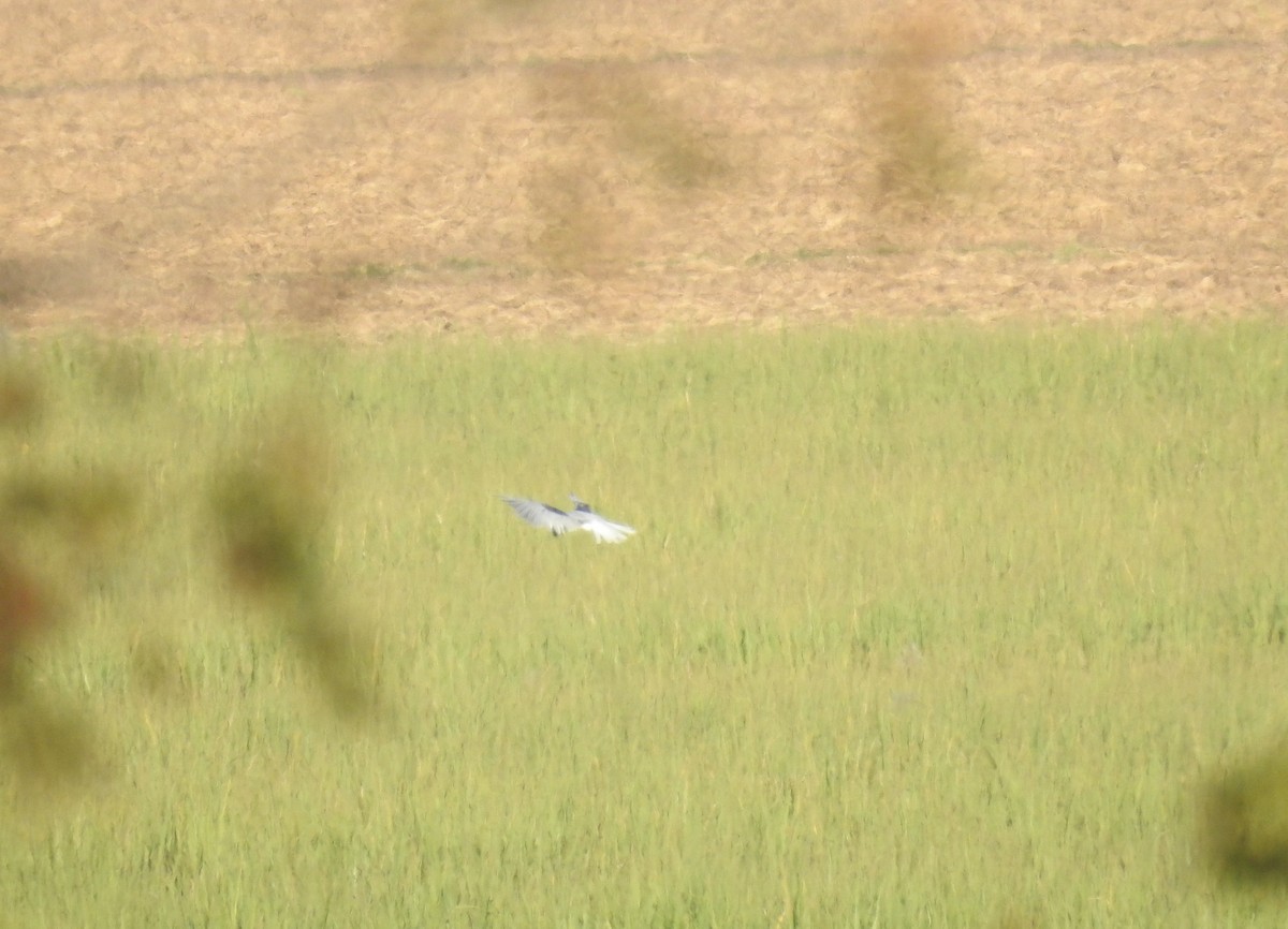 White-tailed Kite - ML153578961