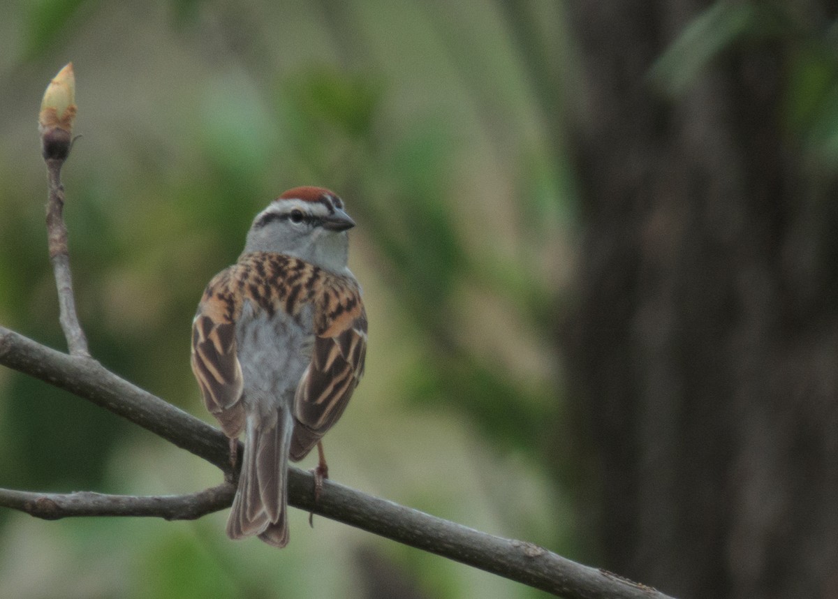 Chipping Sparrow - Tom Nagel