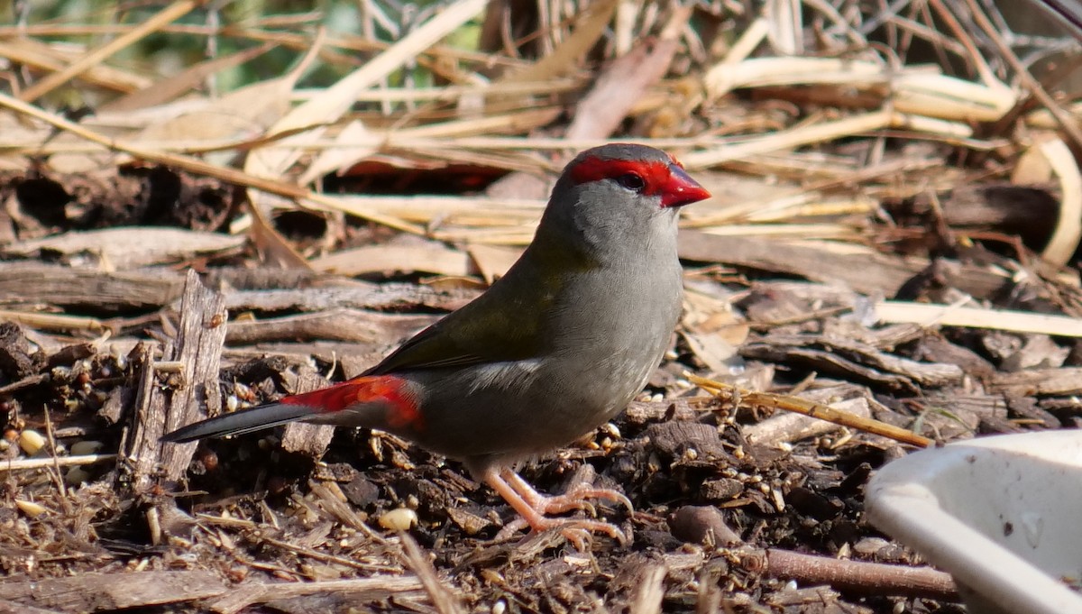 Red-browed Firetail - Carl Handreck
