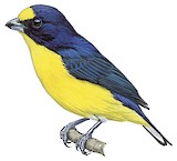 Yellow-throated Euphonia Illustration