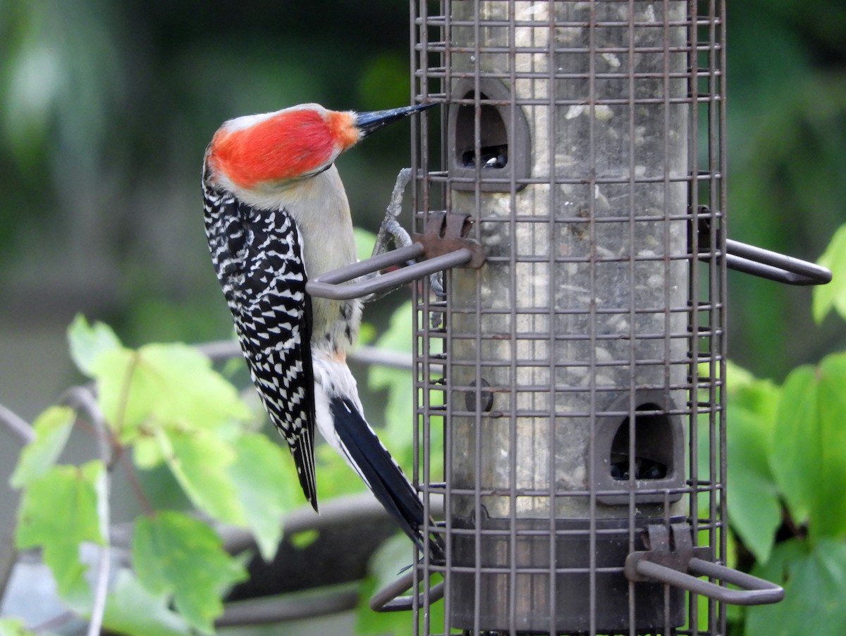 Red-bellied Woodpecker - ML153580231