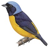 Golden-rumped Euphonia Illustration