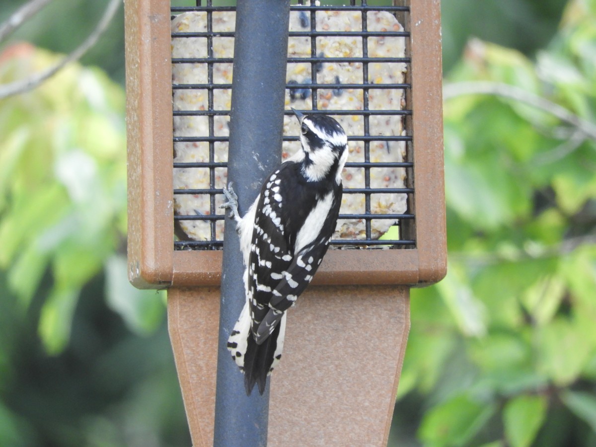 Downy Woodpecker - ML153580531