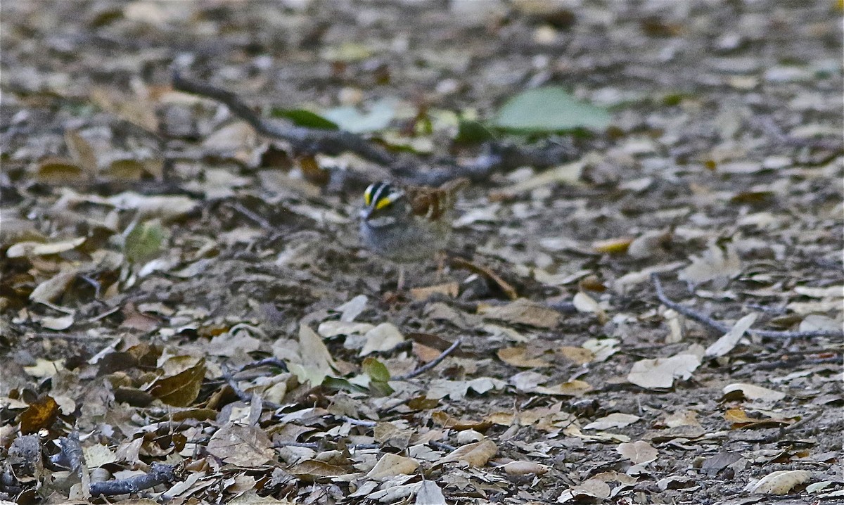 White-throated Sparrow - ML153580781