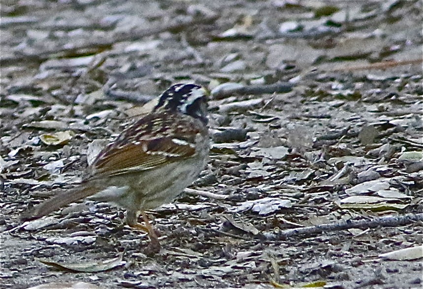 White-throated Sparrow - ML153580791