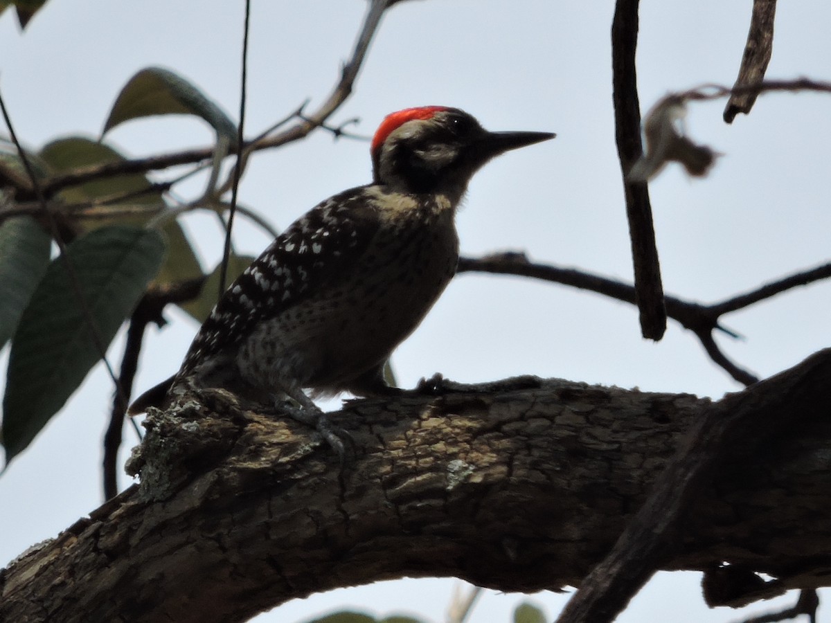 Ladder-backed Woodpecker - Manuel Becerril González
