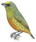 Olive-backed Euphonia Illustration