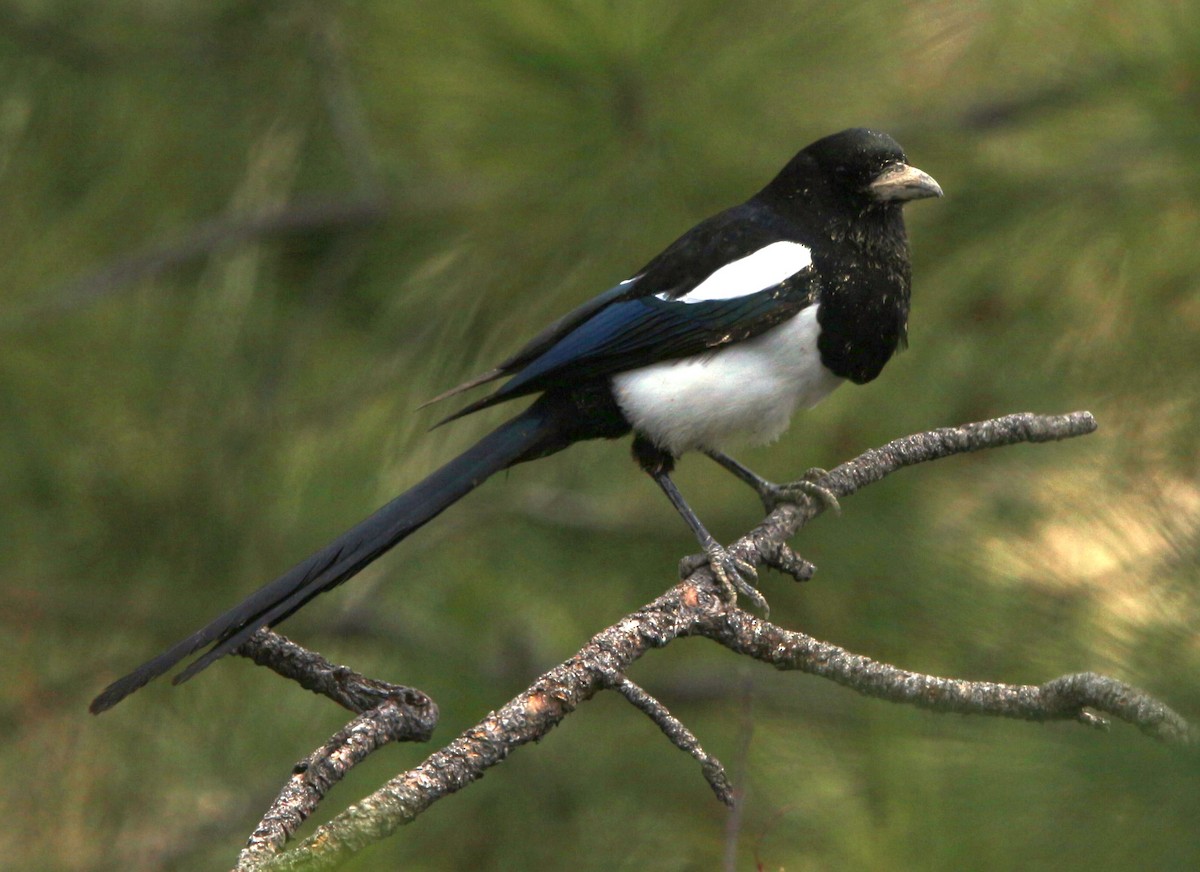Black-billed Magpie - Loren Kliewer