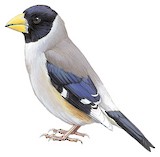 Chinese Grosbeak Illustration